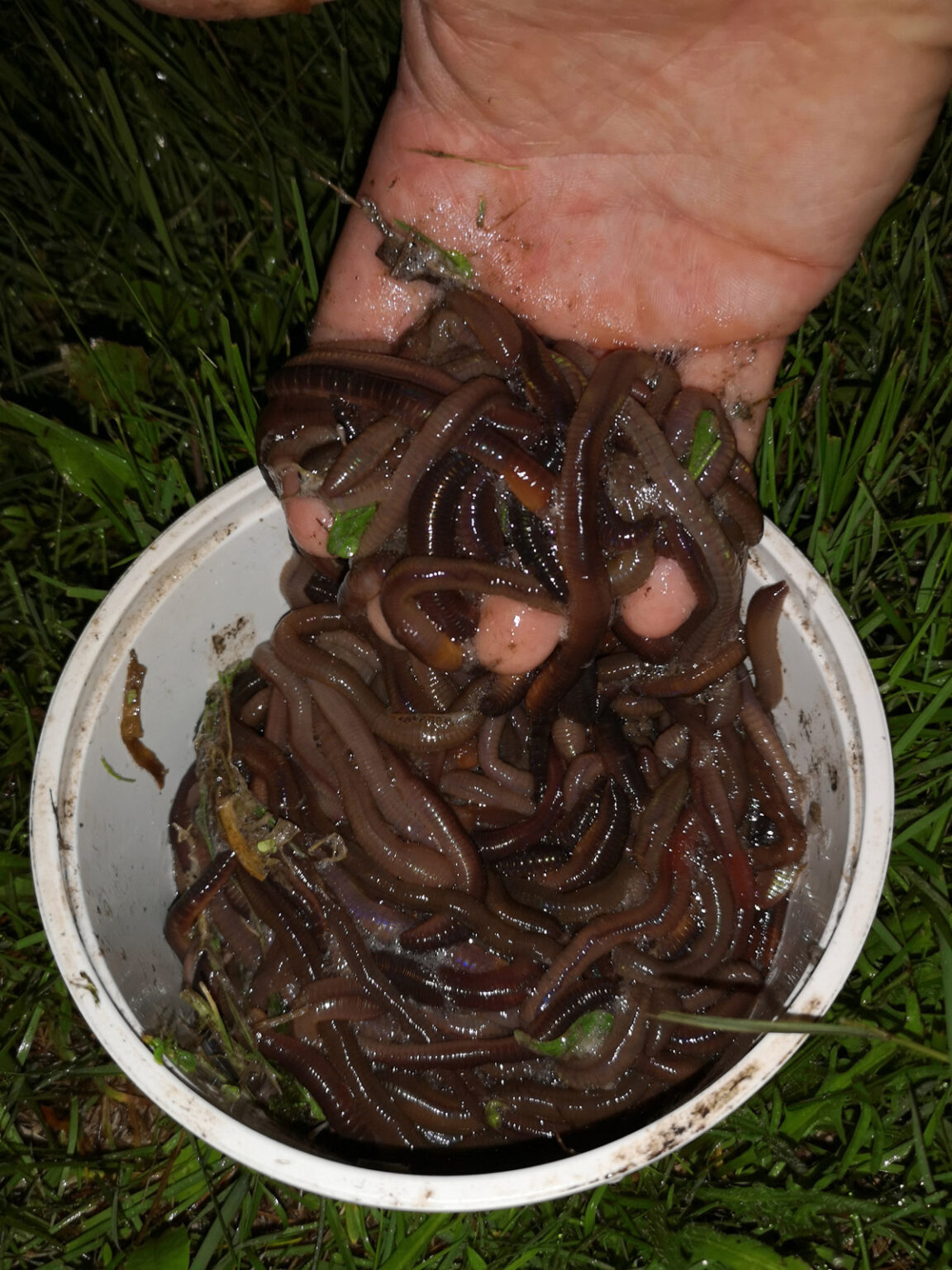500g De Vers De Terre Vivants FISHWORM – Dendrobaena Pour Truite, Silure, Anguille, Carpe